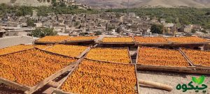 آلو-خشک-عمده-در-شهر-خرو