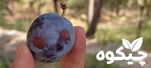 بهترین-زمان-مصرف-آلو-بخارا