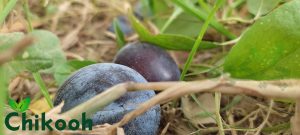 خواص آلو سیاه در طب اسلامی