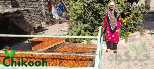 طرز تهیه ی آلو خشک