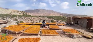 پوست-کردن-آلو-پشت بوم های -خرو