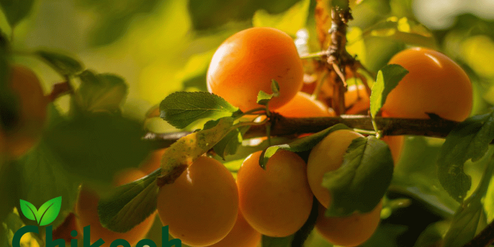 فواید آلو در بارداری