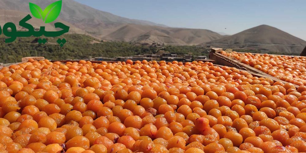 سفارش-عمده-آلو-شابلون-در-چیکوه